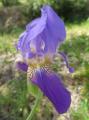 Iris x germanica